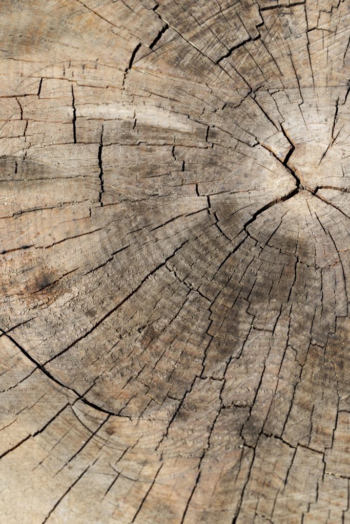 Photo macro représentant une coupe d'un tronc d'arbre légèrement fissuré.