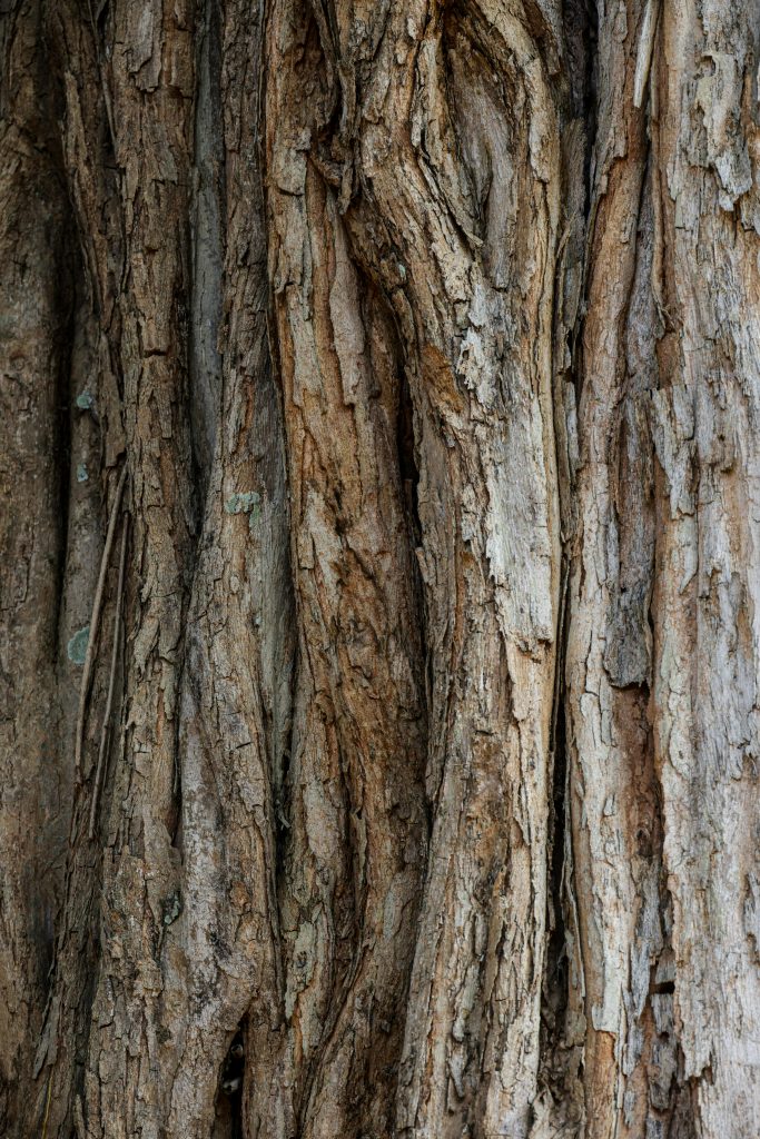 Photo macro représentant l'écorce d'un tronc d'arbre.