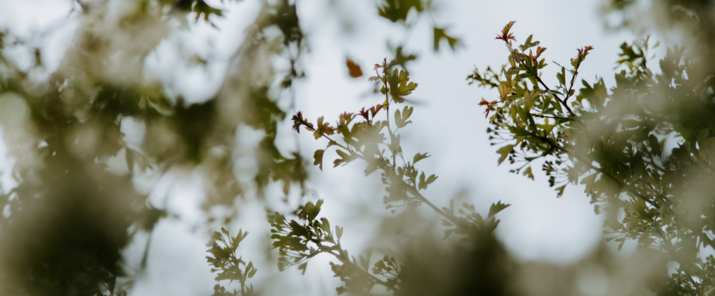 Photo représentant des branches d'arbres en gros plan, avec vue sur le ciel.